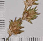 Tissue sedge